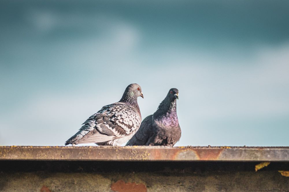 Pigeons Under Solar Panels